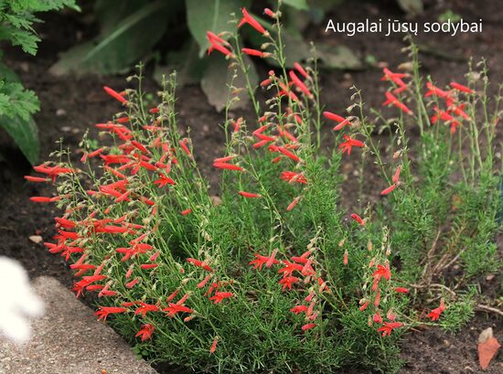 Penstemonas (Penstemon pinifolius) 'Wisley Flame'