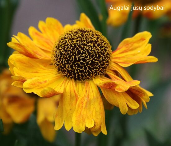 Saulainė (Helenium) 'Wyndley'