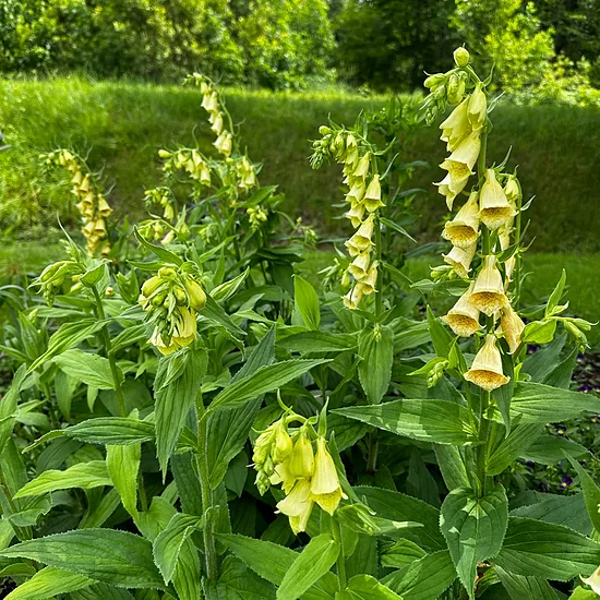 Rusmenė didžiažiedė (Digitalis grandiflora)