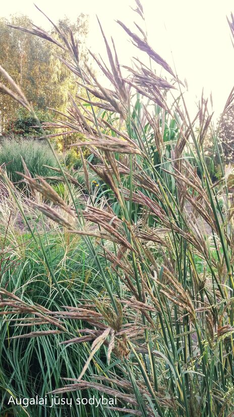 Barzdotis (Andropogon gerardii) 'Yellow Konza'