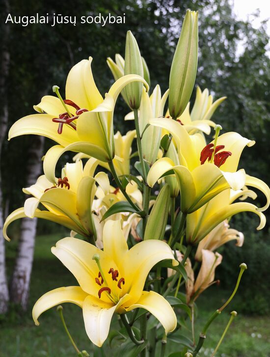 Lelija (Lilium) 'Yelloween'