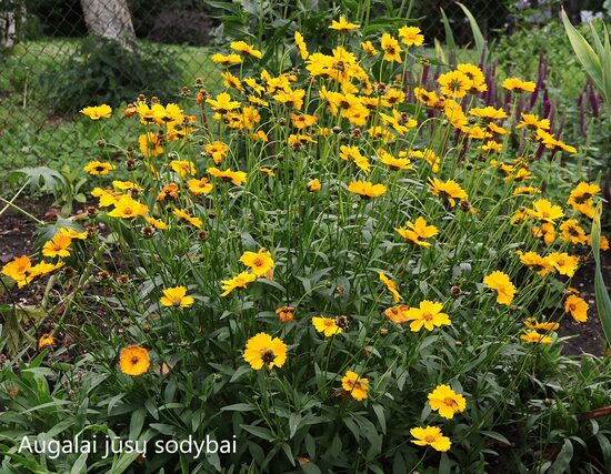 Gludas (Coreopsis auriculata) 'Zamfir'
