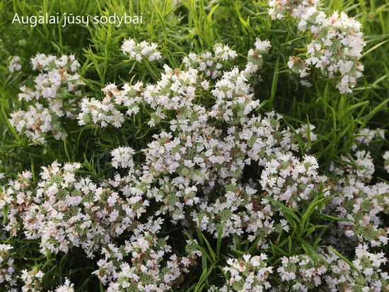 Zundmėtė (Pycnanthemum tenuifolium)