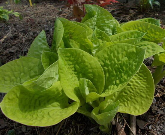 Melsvė (Hosta) 'Eye Catcher'