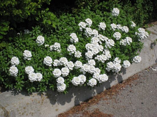 Rūdgrūdėlė visžalė (Iberis sempervirens)
