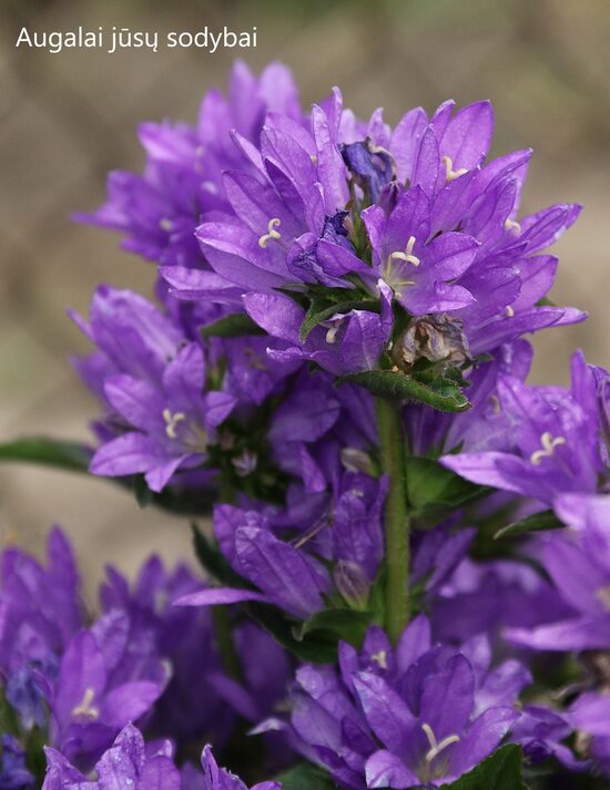 Tankiažiedis katilėlis (Campanula glomerata) 'Acaulis'