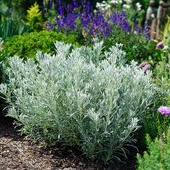 Kietis baltasis (Artemisia ludoviciana) 'Silver Queen'