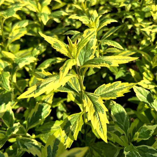 Kalimeris (Kalimeris yomena) 'Shogun'