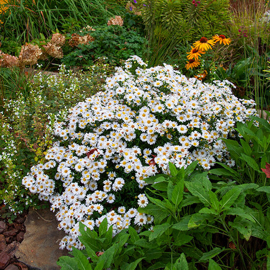 Krūminis astras (Aster dumosus) 'Schneekissen'