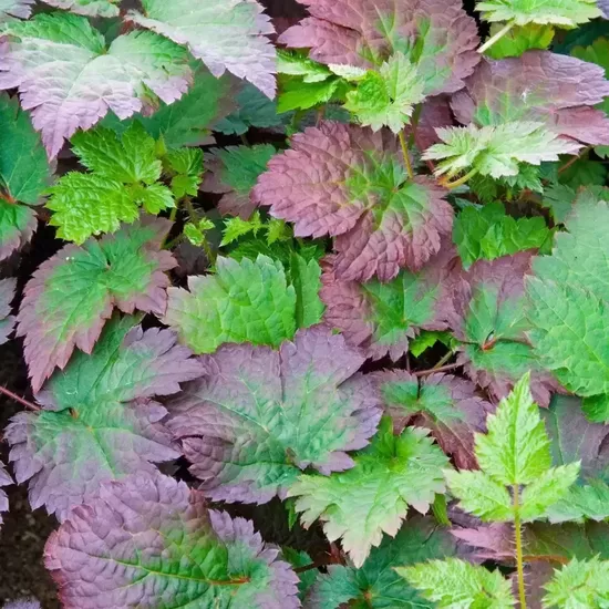 Astilbė ( Astilbe) 'Color Flash Super'