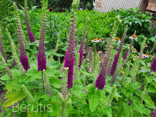 Bėrutis kaukazinis (Teucrium hircanicum)
