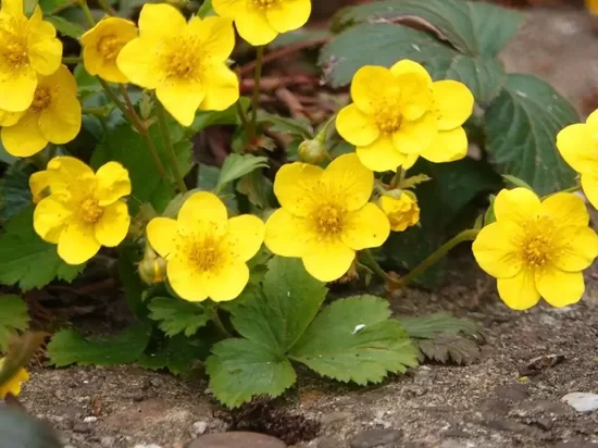Valdšteinija trilapė (Waldsteinia ternata)