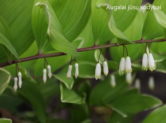 Baltašaknė (Polygonatum odoratum var. pluriflorum) 'Variegatum'