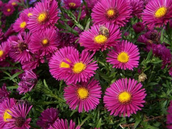 Virgininis astras (Aster novi-belgii) 'Jenny'