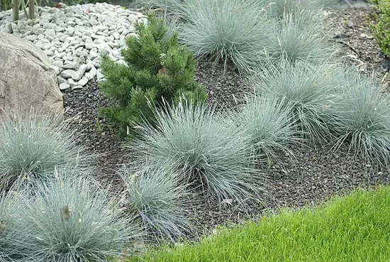 Eraičinas melsvasis (Festuca glauca) 'Azurit'