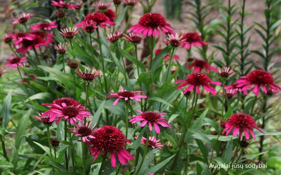 Ežiuolė (Echinacea) 'Blueberry Cheesecake'
