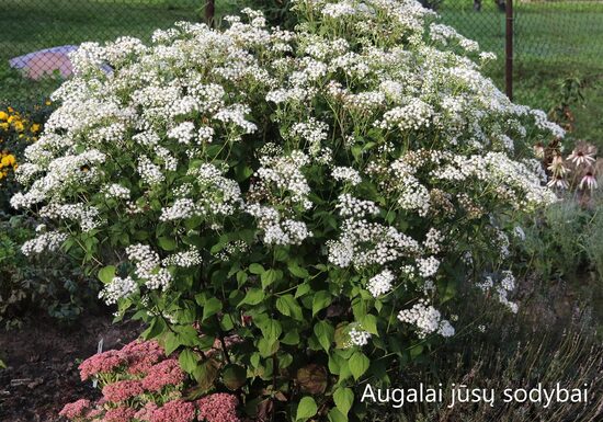 Kemeras raukšlėtasis (Eupathorium rugosum) 'Braunlaub'