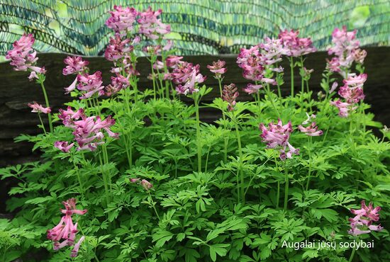 Rūtenis (Corydalis buschii)