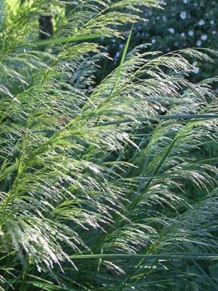 Kupstinė šluotsmilgė (Deschampsia cespitosa) 'Waldschrat'