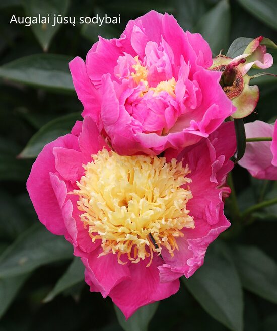 Bijūnas (Paeonia) 'Bowl of Beauty'