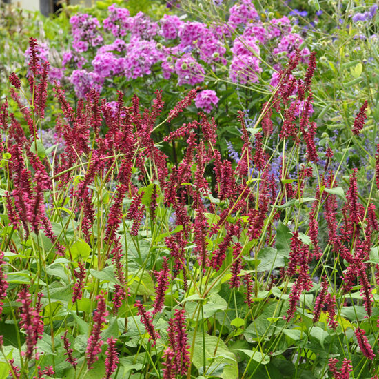 Rūgtis (Persicaria amplexicaulis) 'Taurus'
