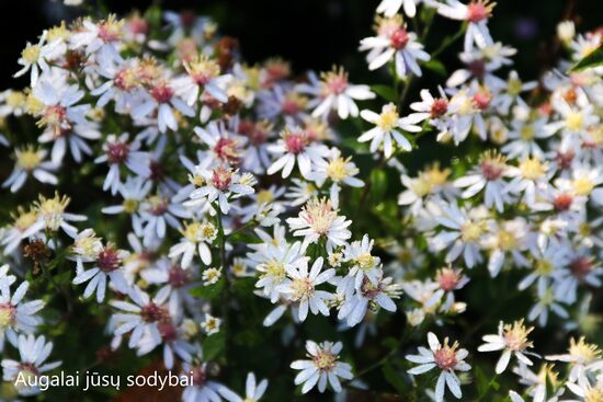 Širdžialapis astras (Aster cordifolius) 