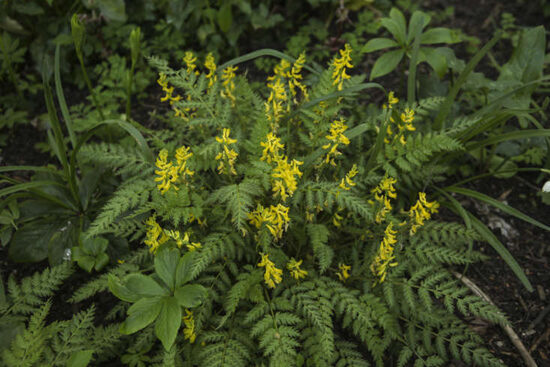 Rūtenis (Corydalis cheilanthifolia)