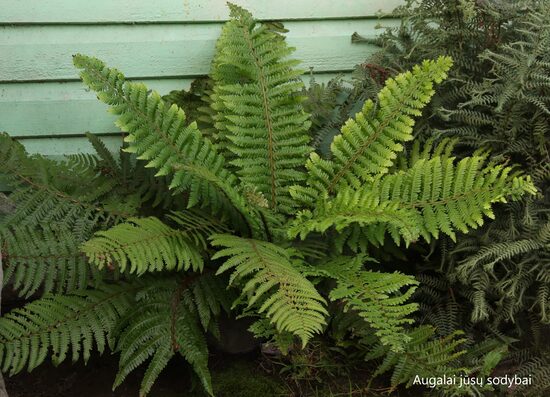 Dryopteris crassirhizoma