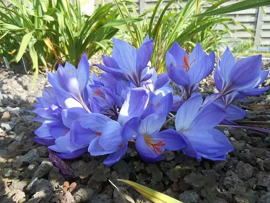 Krokas rudeninis (Crocus speciosus) 'Oxonian'