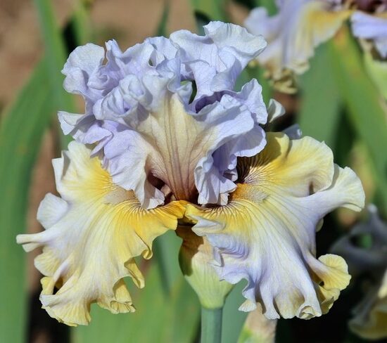 Vilkdalgis (Iris) 'Floating Feather'