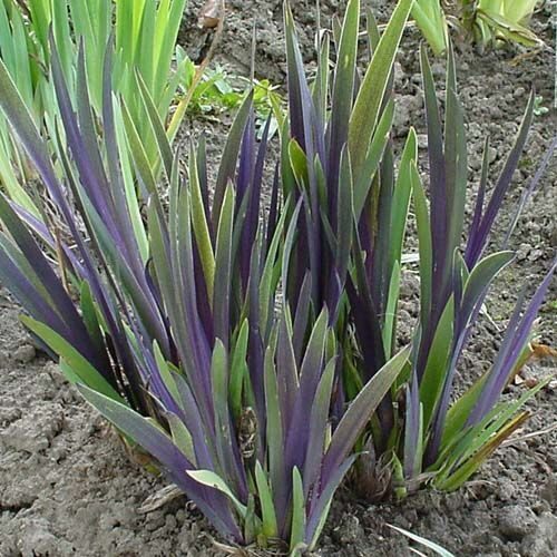 Vilkdalgis (Iris x robusta) 'Dark Aura'