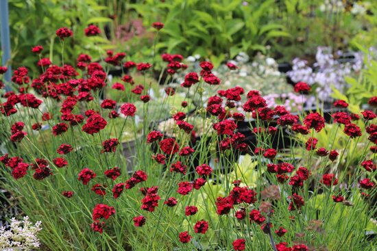Gvazdikas (Dianthus cruenthus)