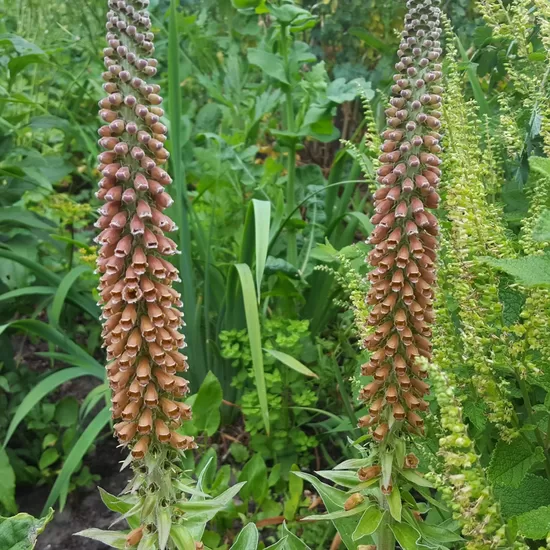Rusmenė (Digitalis parviflora) 'Milk Chocolate'