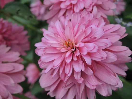 Ežiuolė (Echinacea) 'Pink Poodle'