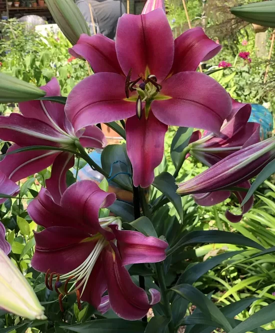Lelija (Lilium) 'Borello'