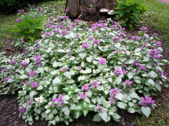 Dėmėtoji notrelė (Lamium maculatum) 'Beacon Silver'
