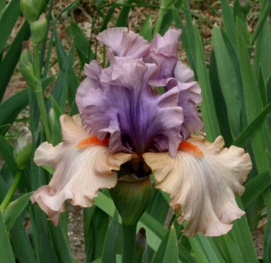 Vilkdalgis (Iris, TB) 'La Scala'