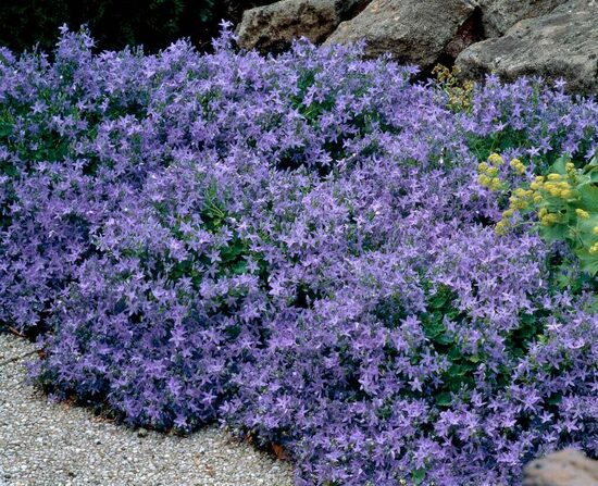 Išdrikasis katilėlis (Campanula poscharskyana) 'Variegated'