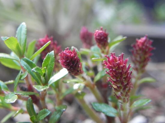 Karklas (Salix hylematica)