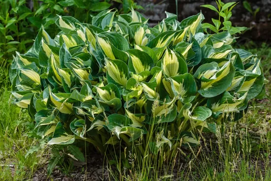 Melsvė (Hosta) 'Eternal Flame‘