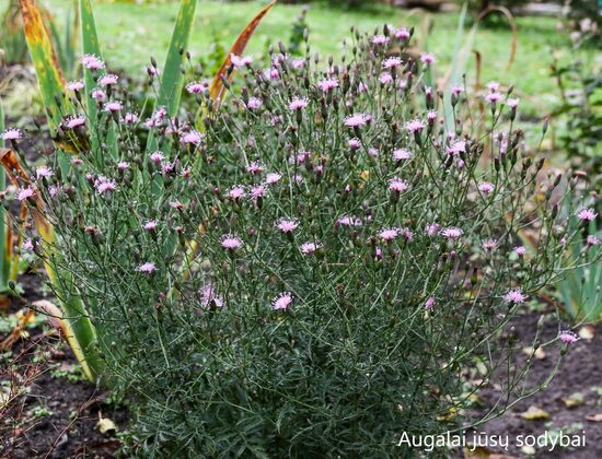 Geltė (Serratula tinctoria ssp. seoanei)