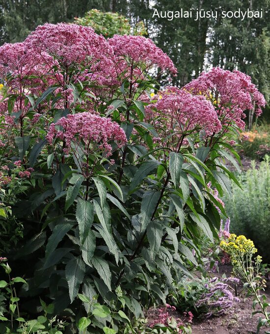 Kemeras (Eupatorium maculatum) 'Glutball'
