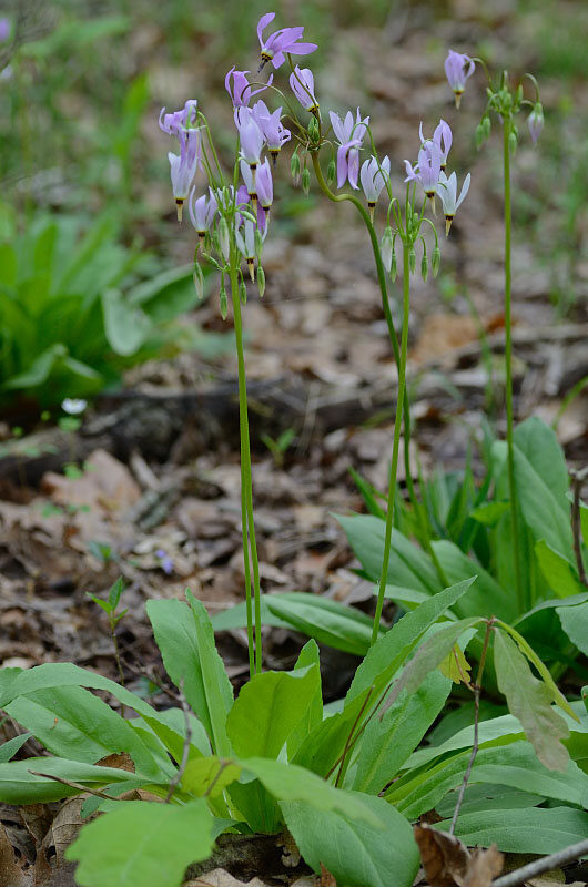 Dvylikadeivė tikroji (Dodecatheon meadia)
