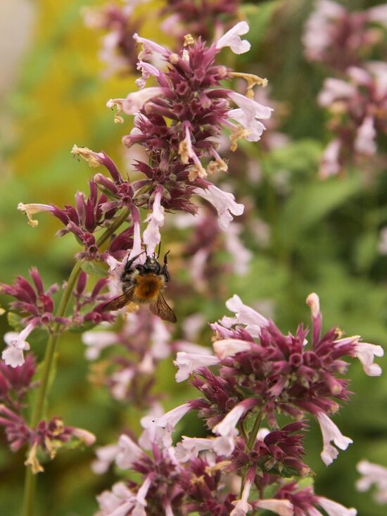 Didžiažiedė katžolė (Nepeta grandiflora) 'Dawn to Dusk'