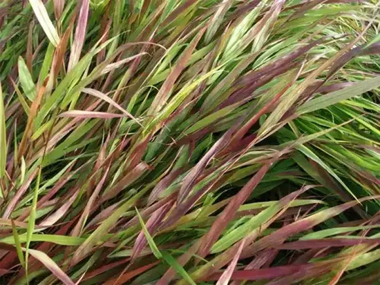 Hakonė didžioji (Hakonechloa macra) 'Beni Kaze'