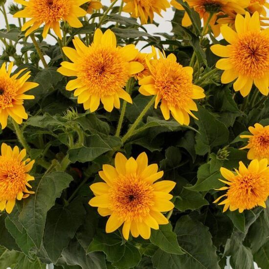 Saulėgrąža (Helianthus) 'Double Whammy'