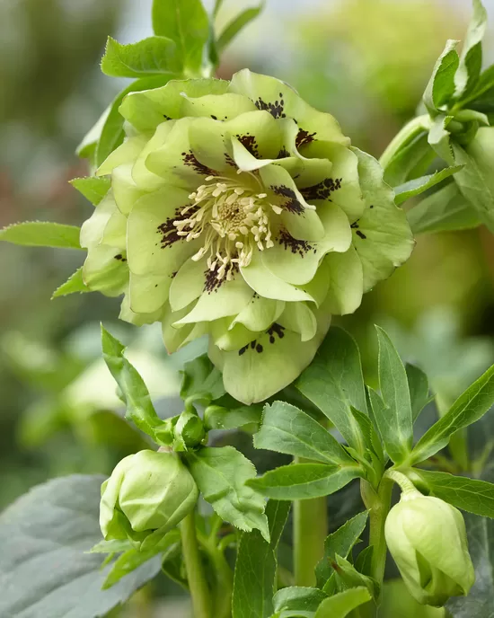 Eleboras (Helleborus) 'Double Ellen Green'