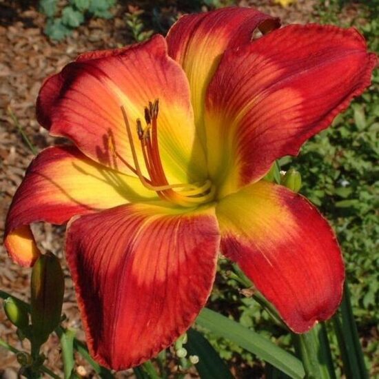 Viendienė (Hemerocallis) 'Wispy Rays'