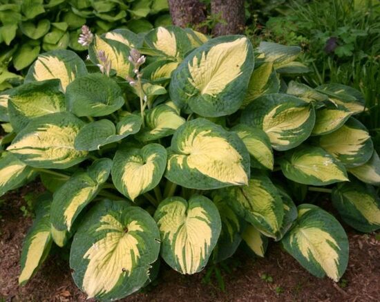 Melsvė (Hosta) 'Great Expectation'