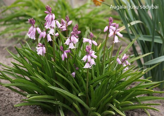Linksmė ispaninė (Hyacinthoides hispanica) 'Rose'